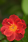 Rose (Rosa 'Beautiful Anne') flower