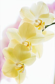 Moth orchid (Phalaenopsis 'Summer Light')