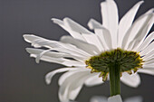 Shasta daisy (Leucanthemum x superbum)