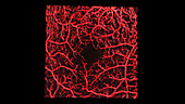 Retinal blood vessels, OCT angiography scan