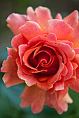 Floribunda rose (Rosa 'Easy Does It')