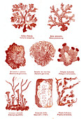 Lichens, 19th century illustration