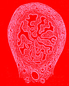 Fallopian tube, illustration