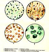 Pathogenic bacteria, illustration