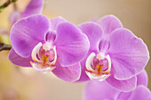 Phalaenopsis Pinlong Memory 'Tailin Pink' orchids