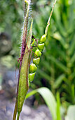 Teosinte (Zea mays) ear and kernels