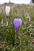 Spring crocus (Crocus vernus) flowers