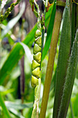 Teosinte (Zea mays) kernels