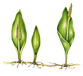 Adder's-tongue fern (Ophioglossum vulgatum), illustration