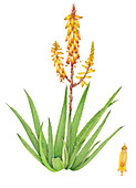 Aloe vera flowers, illustration