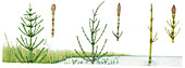 Horsetails (Equisetum sp.), illustration