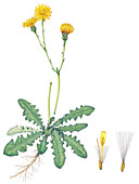 Catsear (Hypochaeris radicata) flowers, illustration