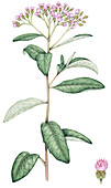 Cough bush (Pluchea carolinensis) flowers, illustration