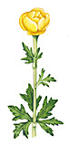 Globeflower (Trollius europaeus) flower, illustration