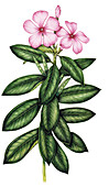 Madagascar periwinkle (Catharanthus roseus), illustration