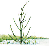 Marsh horsetail (Equisetum palustre), illustration