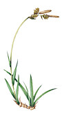 Soft-leaved sedge (Carex montana), illustration