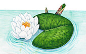 White waterlily (Nymphaea alba) flower, illustration
