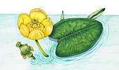 Yellow waterlily (Nuphar luteum), illustration