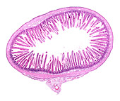 Small intestine villi, light micrograph