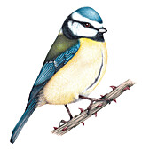 Blue tit, illustration