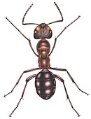 Hairy wood ant, illustration