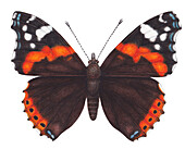 Red admiral butterfly, illustration