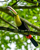 Keel-billed toucan perching on branch