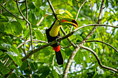 Keel-billed toucan perching in tree