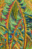 Callus remover crystals, light micrograph