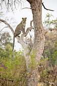 Leopard perching in tree