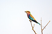 Lilac-breasted roller perching on twig