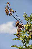 Ash tree (Fraxinus excelsior) affected by ash dieback
