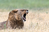 Male lion roaring