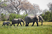 African bush elephants walking in line