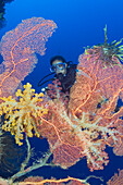 Diver and coral reef