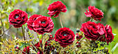 Opium poppy ('Black Paeony' Papaver somniferum) flowers