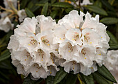 Rhododendron 'Silver Sixpence' flowers