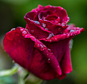 Rose (Rosa 'Black Baccara') flower covered in dew