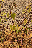 Stinging nettles (Urtica dioica) poisoned with weed killer