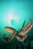 Giant Pacific octopus and diver