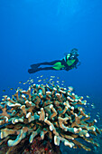 Diver swimming past damselfish and antler coral
