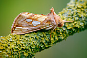 Gold spot moth