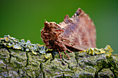 Coxcomb prominent moth