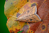 Rusty dot pearl moth