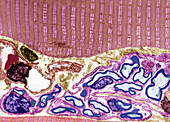 Skeletal muscle and nerve