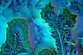 Soya sauce crystals, light micrograph