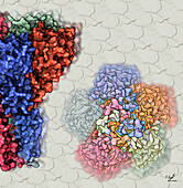 Magnesium transporter molecule, illustration