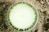 Cross-section of a cactus with a high water content