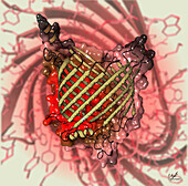 BamA beta barrel protein, illustration